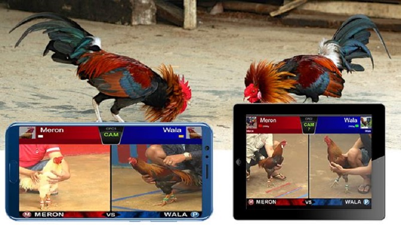 Các con bạc lần lượt nhìn vào màn hình để chọn con gà mà mình muốn và đặt cược