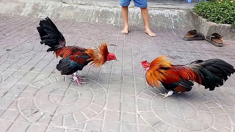 Lò Dinh - nơi cung cấp nhiều giống gà kiểng đẹp mắt cho các con bạc lựa chọn