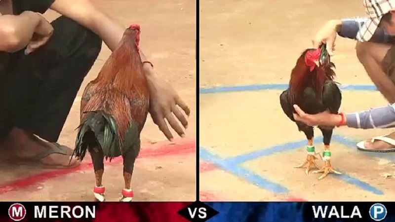 Hình ảnh các trận đấu đá gà trực tiếp thông qua mạng xã hội