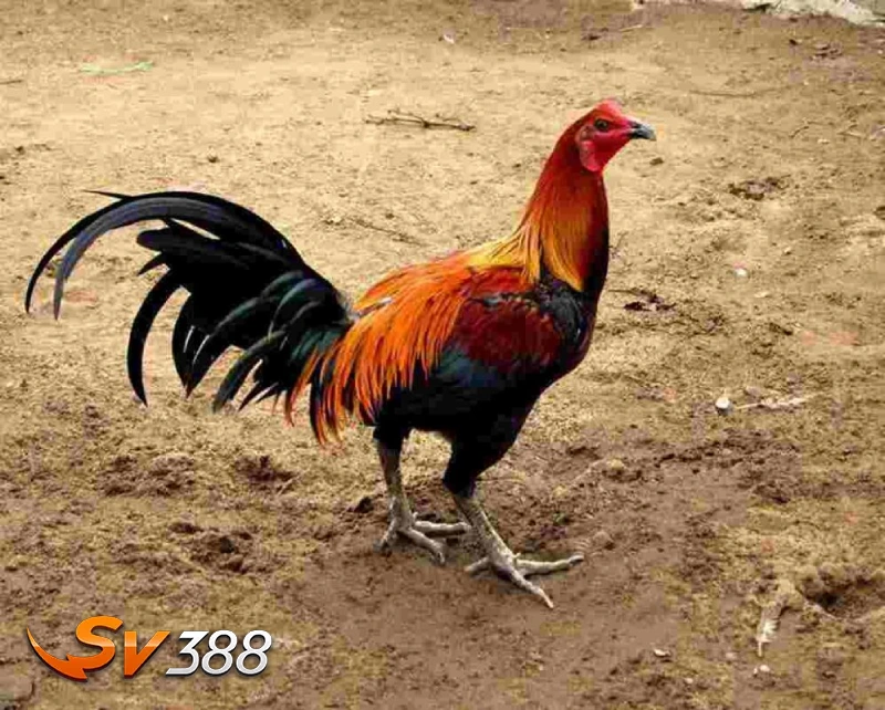 Các giống gà Peru phổ biến nhất hiện nay