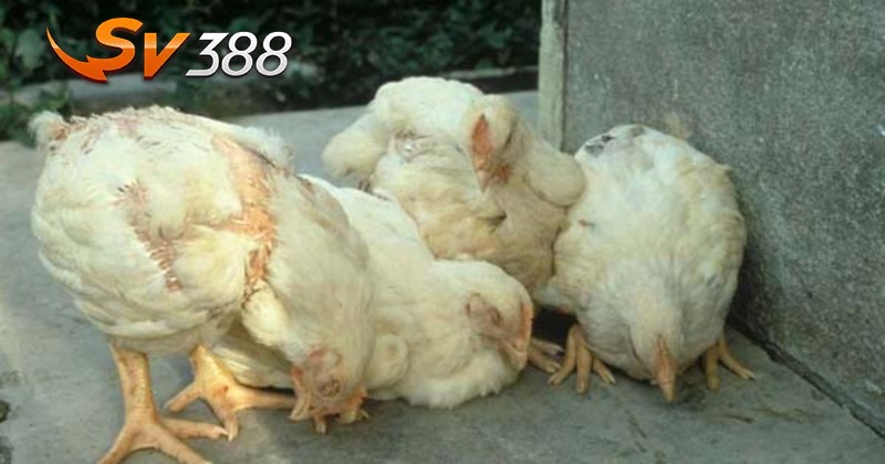 Bệnh gà ủ rũ – Bệnh dịch gà 