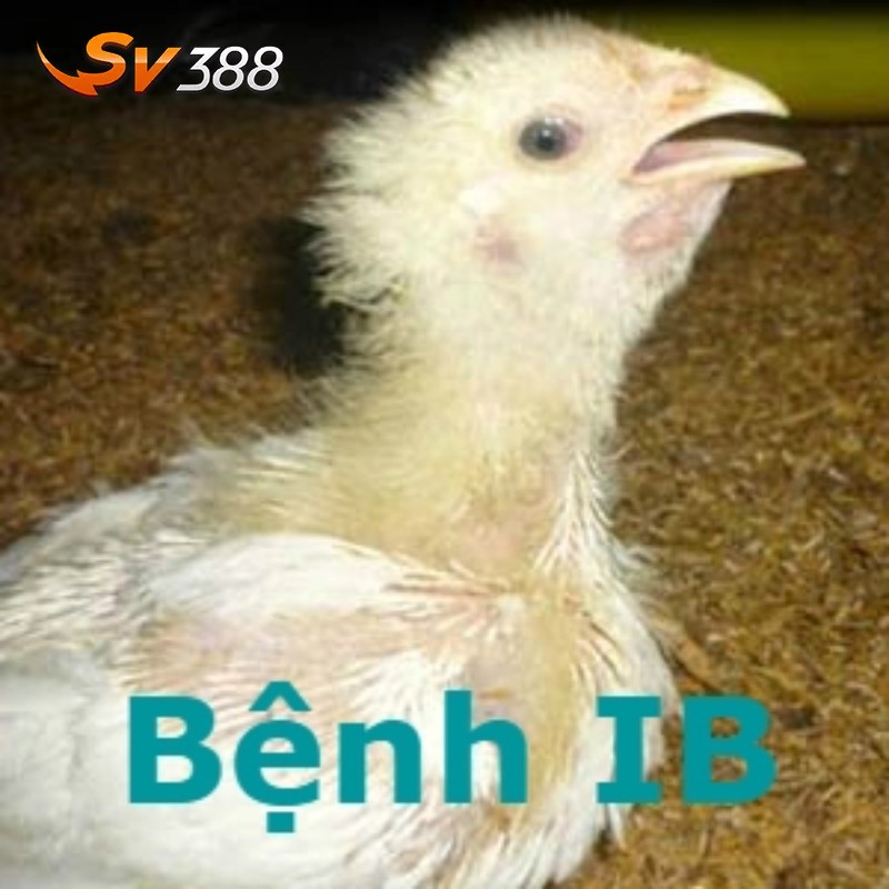 Bệnh viêm phế quản truyền nhiễm (IB) – Các bệnh thường gặp ở gà