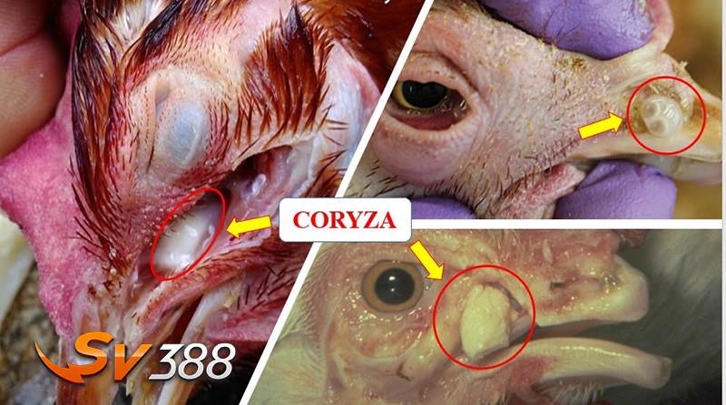Bệnh sổ mũi truyền nhiễm (coryza) – Các bệnh thường gặp ở gà