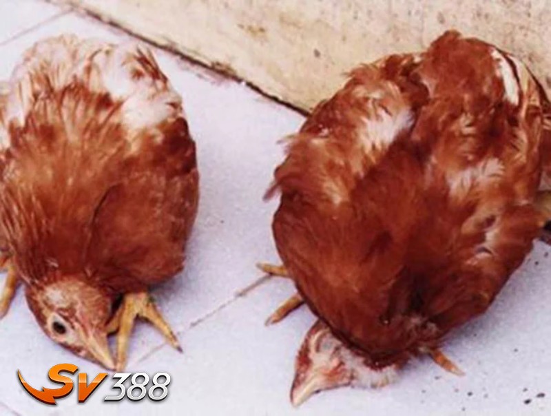 Các loại bệnh thường gặp ở gà thả vườn – Giun sán ở gà