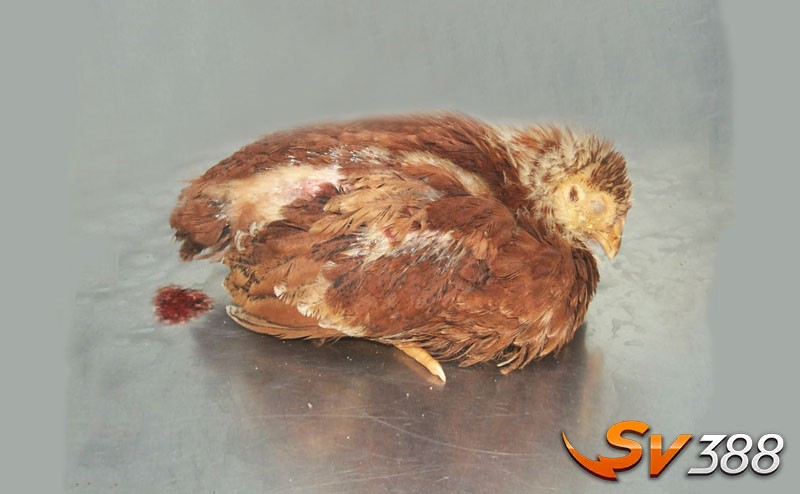 Bệnh bạch lỵ – Các loại bệnh thường gặp ở gà thả vườn